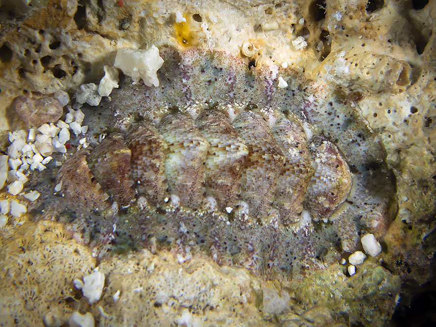 Chiton 01